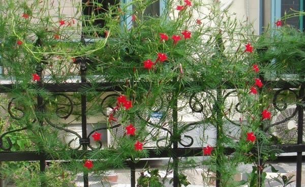 The red five-pointed star flower among thousands of flowers is an instant choice for decorating the courtyard.