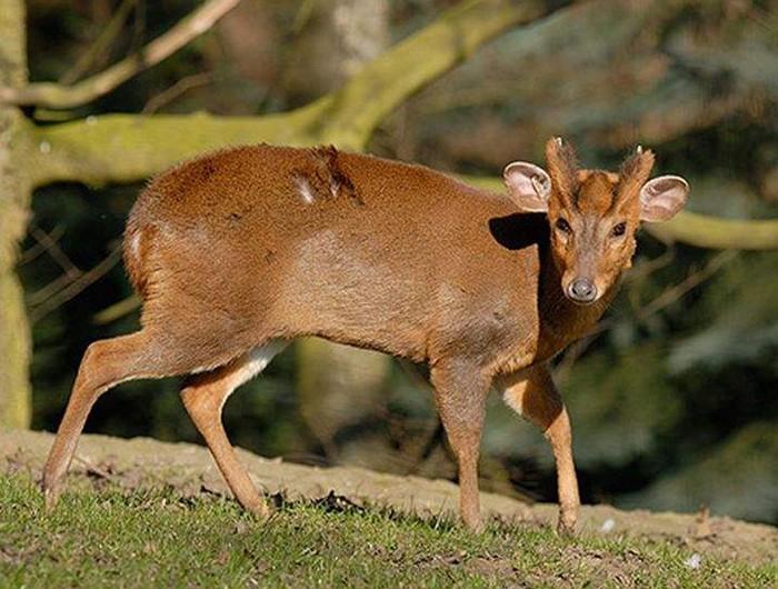Yellow muntjac suddenly appeared in Huangshi, Hubei. Legend has it that it will bring bloody disasters, but in reality it is more timid than a mouse.