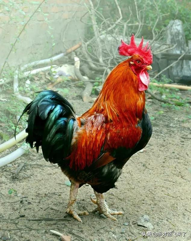 Picture sharing~rooster
