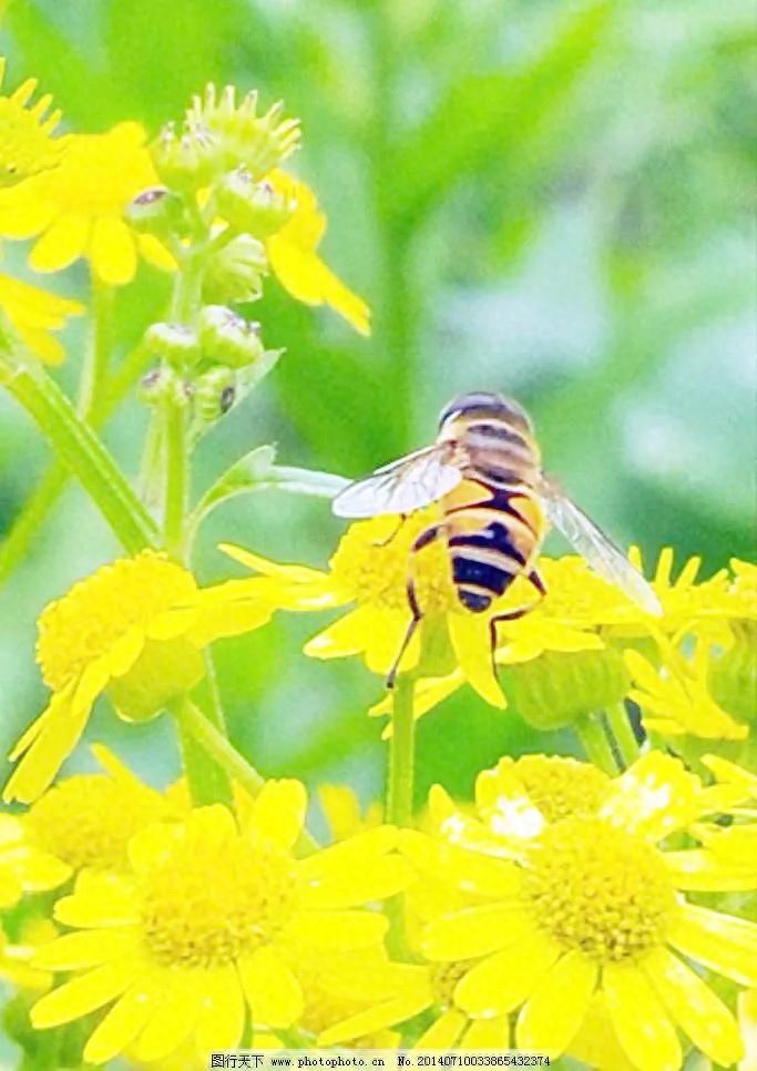 分享美图—最美蜜蜂采花图