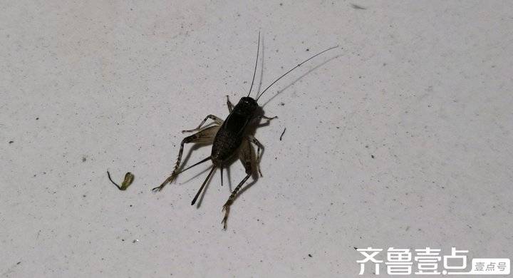 Zhai Suoxiang: The sound of crickets conveys the feeling of autumn
