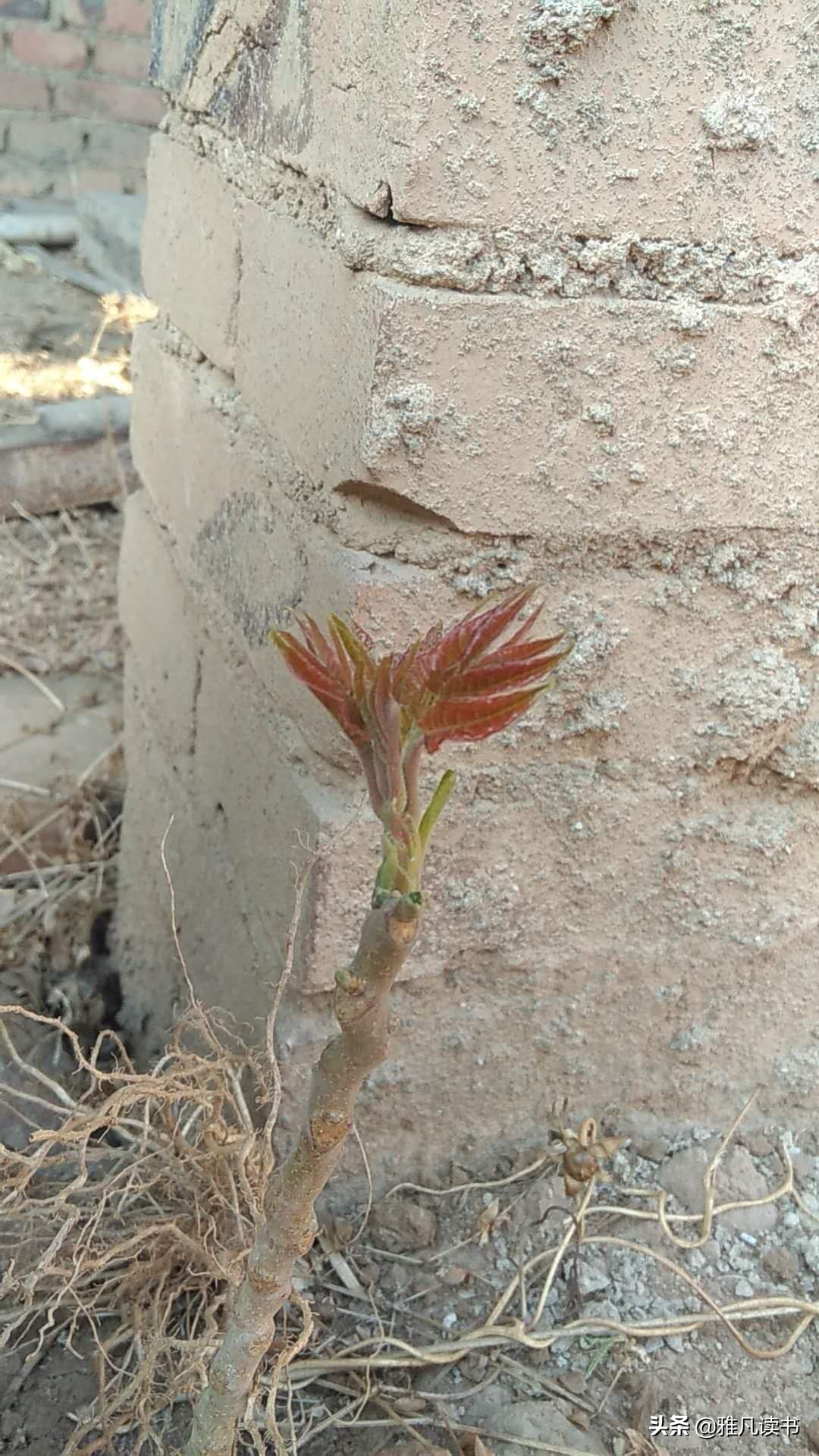 春天美图ppt课件配图屏保植物认知