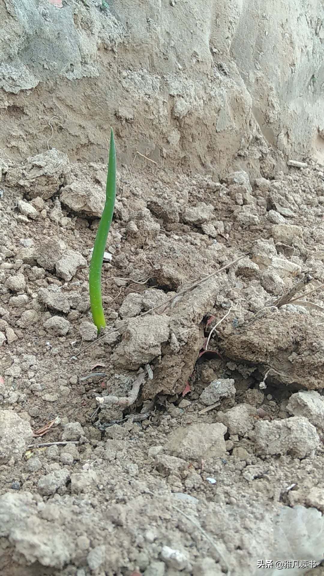 春天美图ppt课件配图屏保植物认知