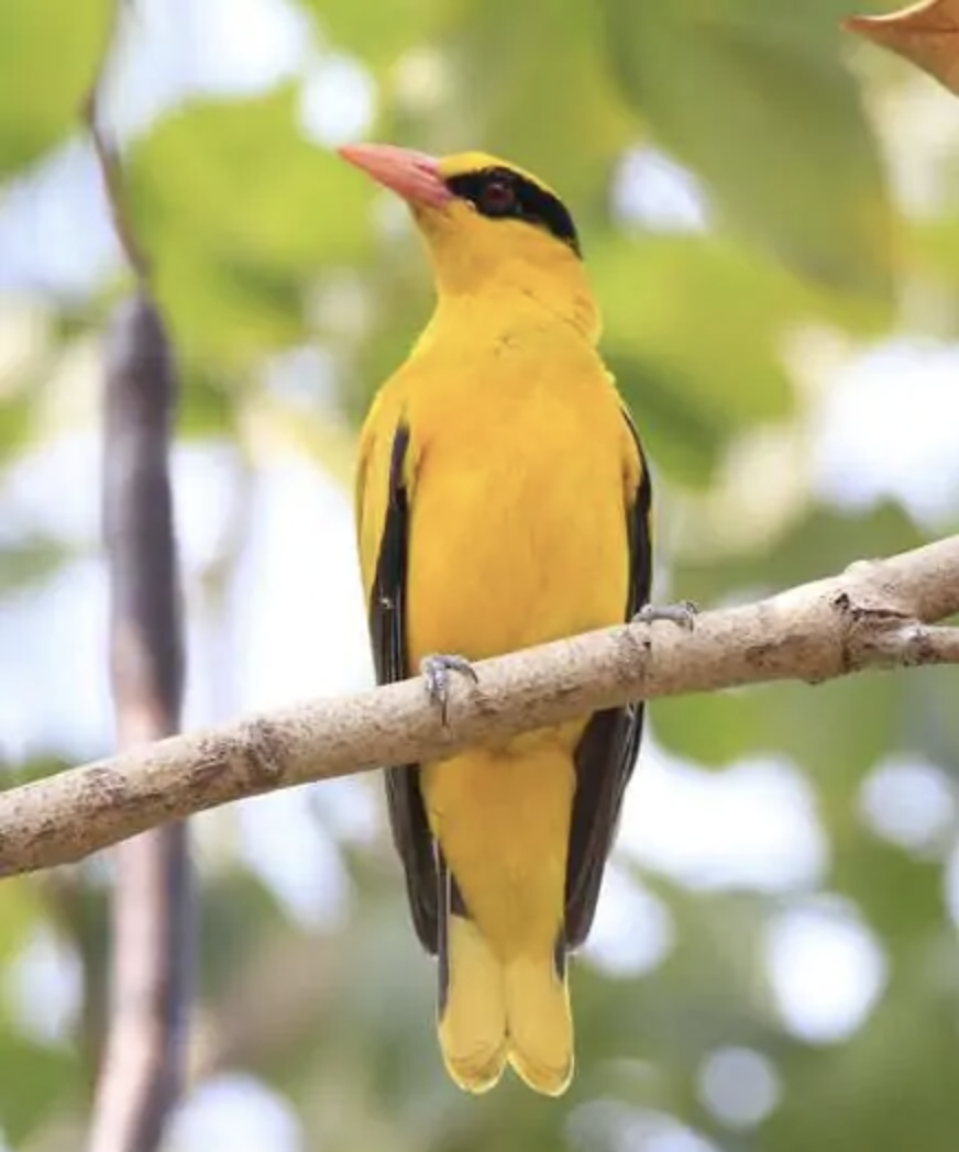 野生黄鹂鸟是几级保护动物?它的声音清脆悦耳，是大自然的歌唱家
