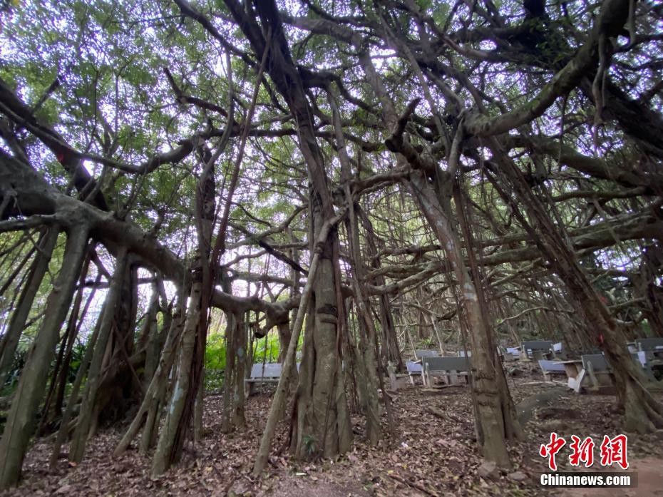 一颗树占地近10亩!海南800年大榕树“独木成林”成奇观