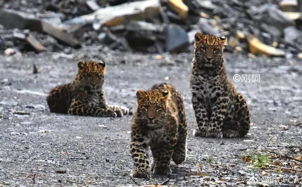“站住、别走”，四川3只野生豹子卖萌，游客40米近距离拍摄