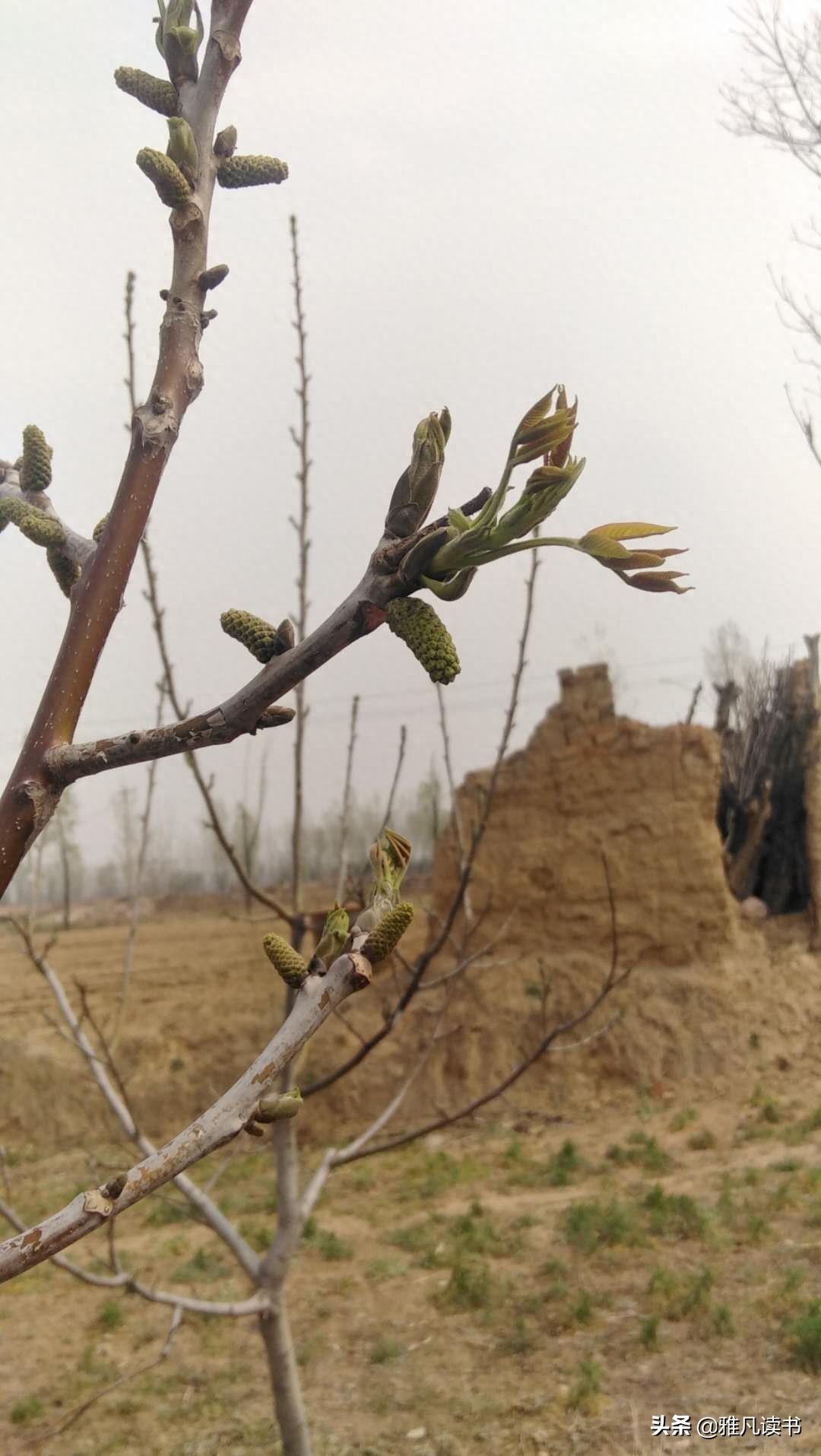 春天美图ppt课件配图屏保植物认知