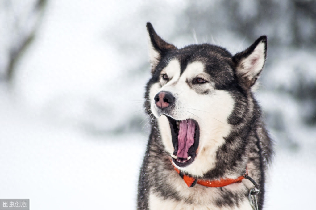 狗狗吠叫就是要咬人？狗叫声意义可多了，作为主人知道多少？