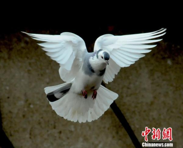 When did the release of peace doves to welcome the New Year originate? Let’s take you to understand the past and present life of the “peace dove”
