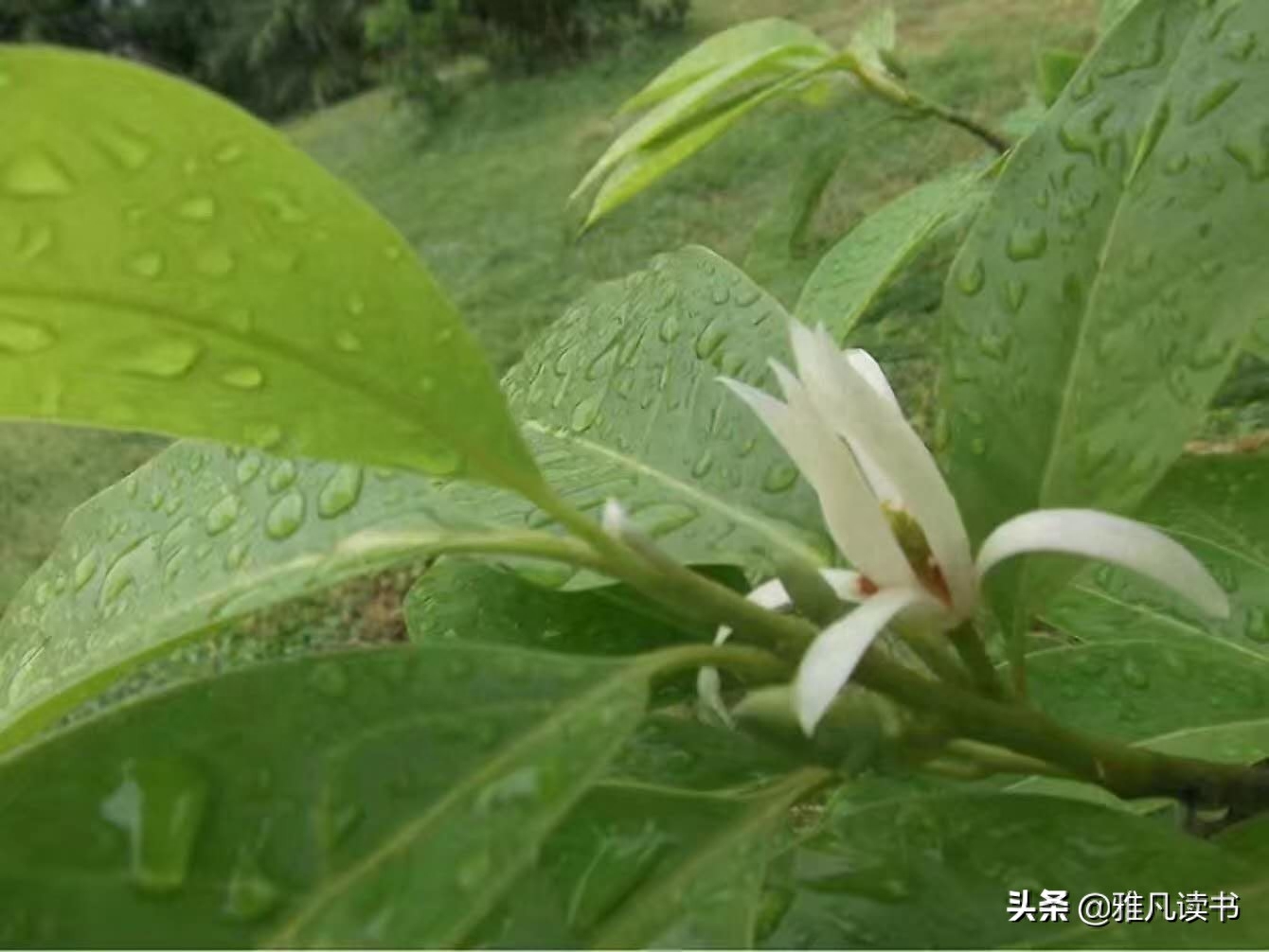 春天美图ppt课件配图屏保植物认知