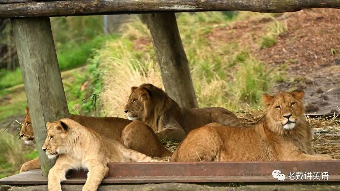 CNN中英双语新闻––悉尼动物园5只狮子逃跑 露营游客紧急避难