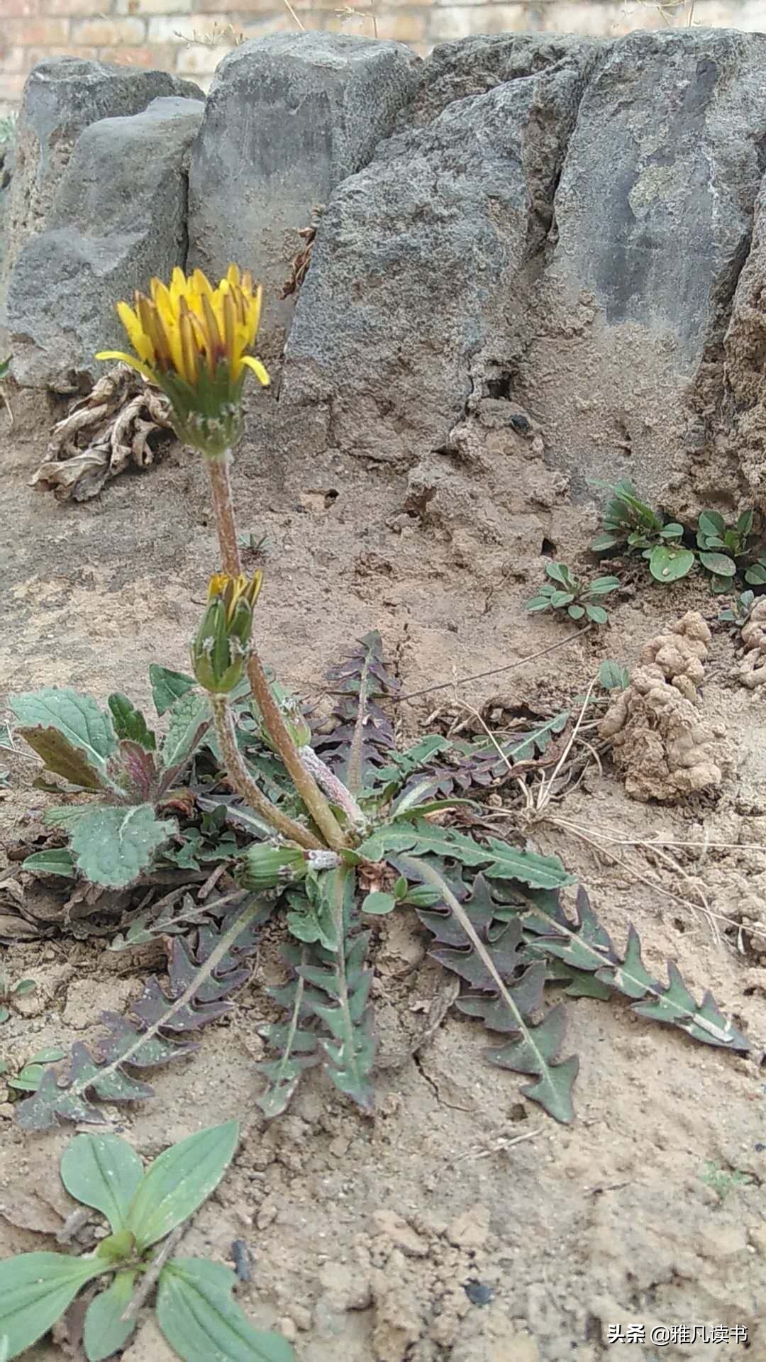 春天美图ppt课件配图屏保植物认知