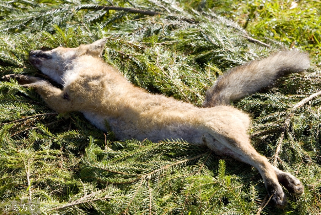 狐狸被残忍捕猎剥皮，狐狸痛苦颤抖发出悲伤声音，狐肉被惨喂猎鹰