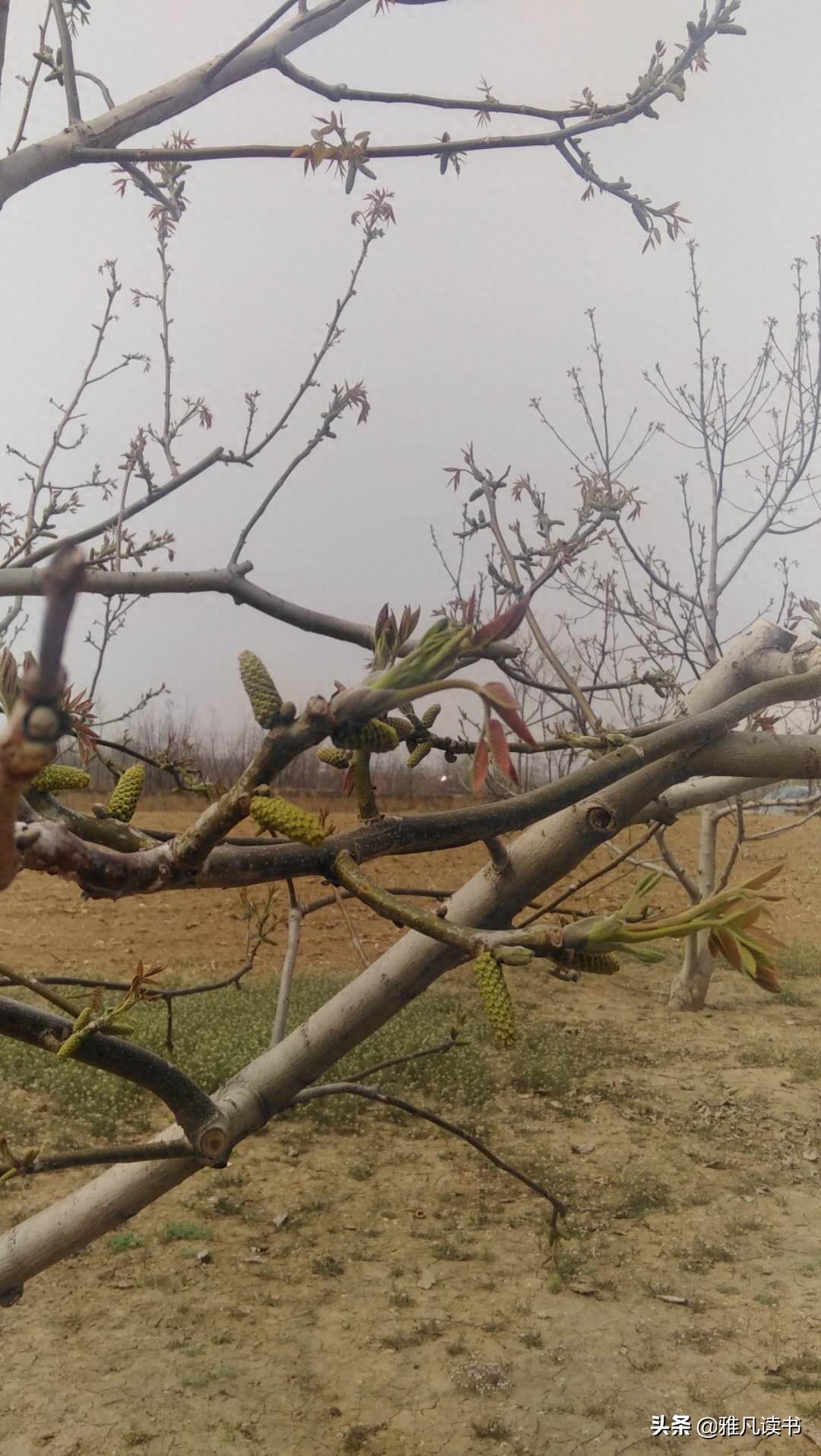 春天美图ppt课件配图屏保植物认知