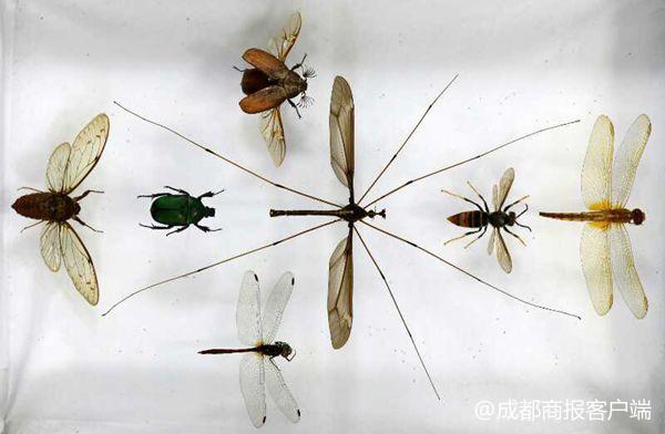 青城山发现蚊子中的“战斗机”，比蜻蜓还大，却不会吸血!