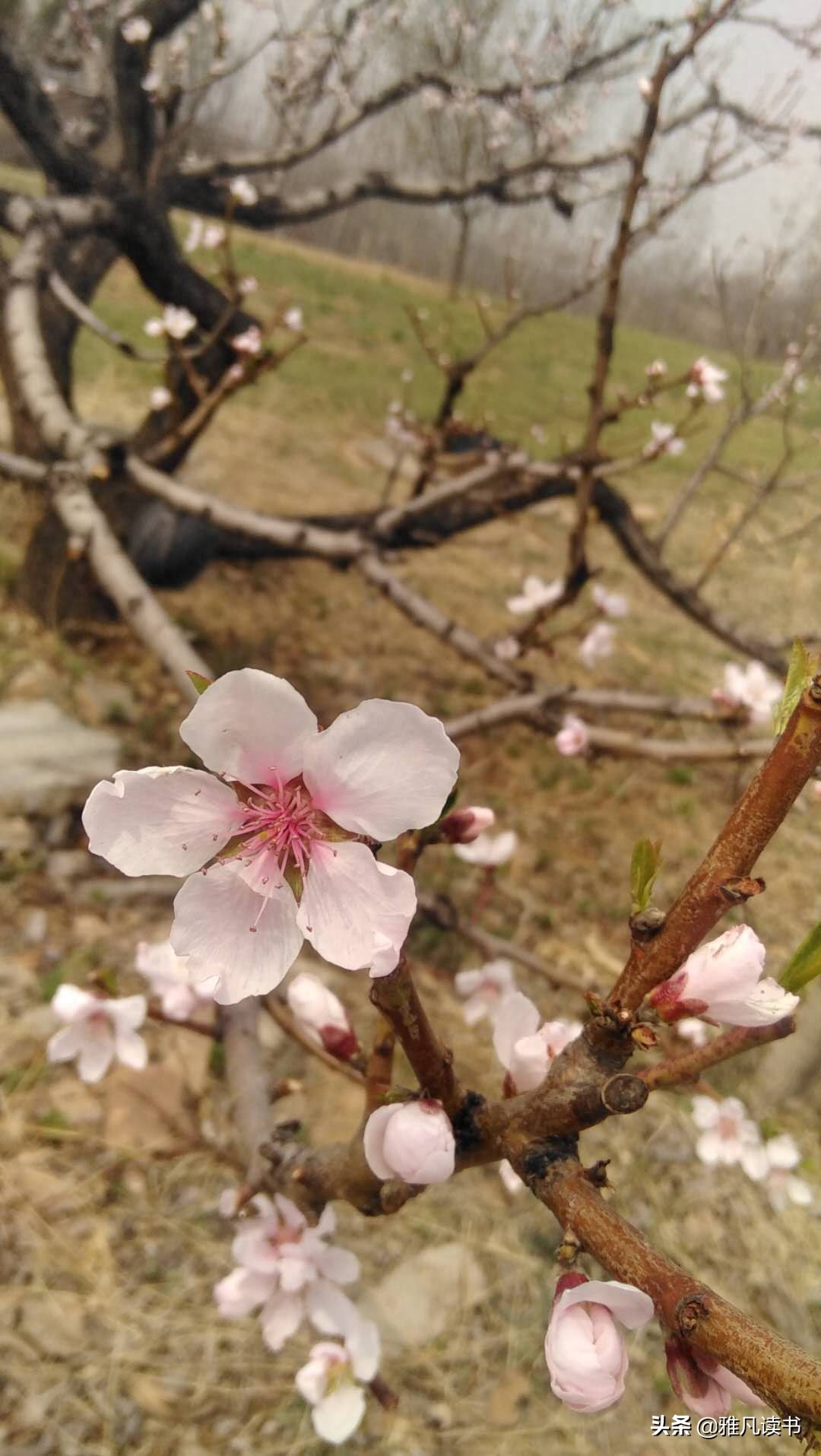 春天美图ppt课件配图屏保植物认知