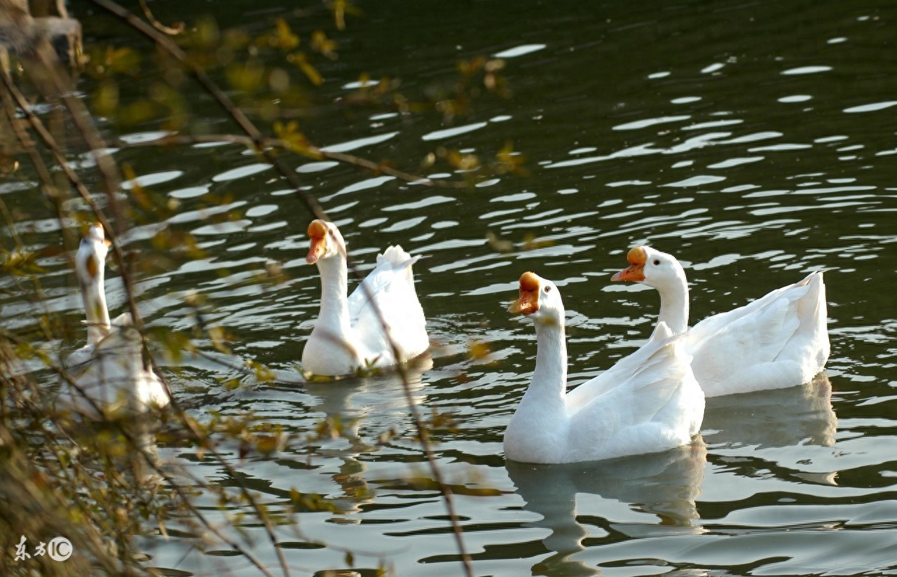Lesson plan of the ancient poem "Ode to the Goose" for small classes