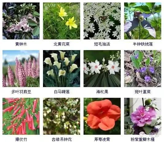 There are hundreds of kinds of flowers, remember to collect them, you will definitely be able to use them in the future.